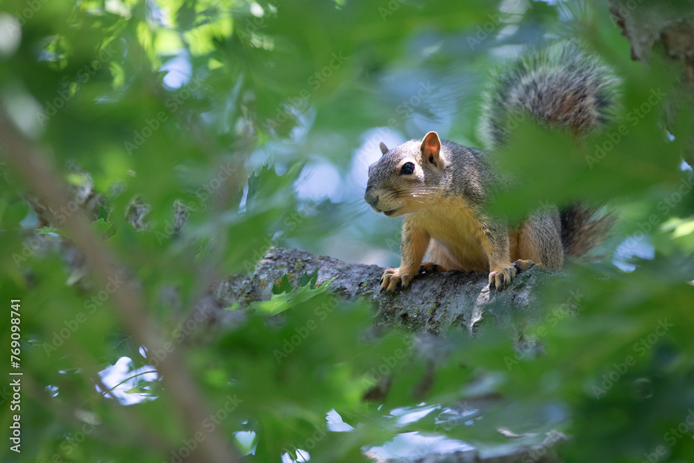 Obraz premium squirrel on a tree