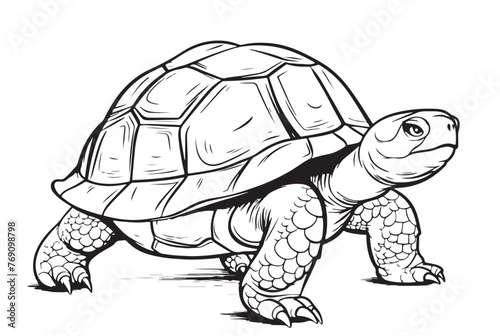 Desert Tortoise hand drawing vector illustration isolated on white background Reptile
