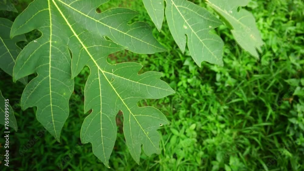 Natural background of papaya leaves