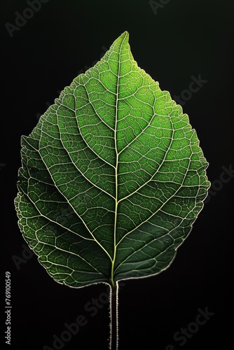 Green leaf with intricate veins isolated on black background