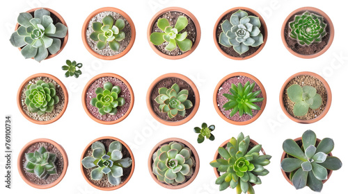 Top view of small potted cactus succulent plants isolated on white or transparent background