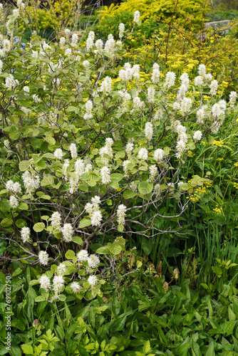 Dwarf fothergilla (Fothergilla gardenii) in flower in a garden setting