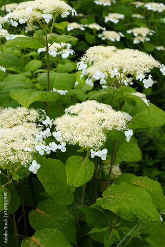 Closeup of the lacecap-form flowerheads of smooth hydrangea (Hydrangea arborescens), a native flowering shrub also known as wild hydrangea