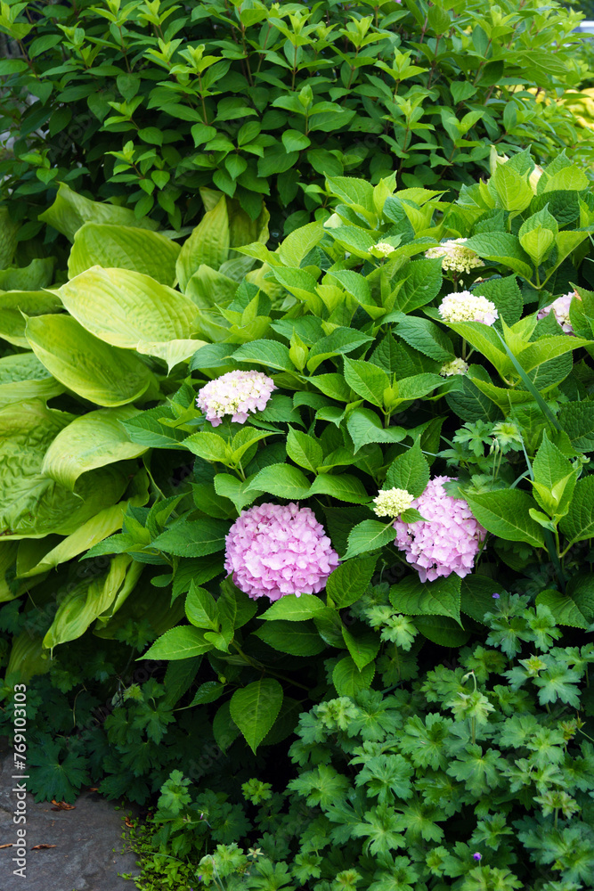 Endless Summer bigleaf hydrangea (Hydrangea macrophylla 'Bailmer'), appearing pink in neutral to