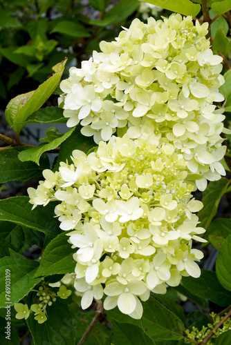 Closeup of the greenish flowers of Little Lime panicle hydrangea (Hydrangea paniculata 'Jane') photo