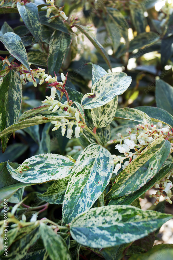 Fototapeta premium Closeup of the variegated leaves (foliage) and flower buds of 'Rainbow' drooping leucothoe (Leucothoe 'Rainbow', also known as 'Girard's Rainbow').