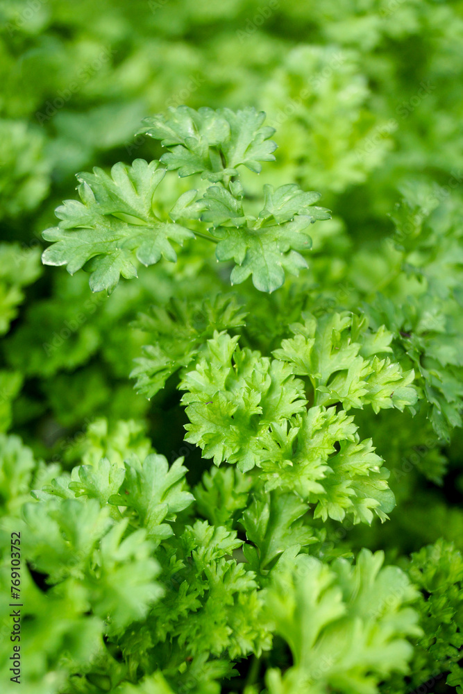 The frilly, crinkled foliage (leaves) of 'Triple Curled' curly parsley (Petroselinum crispum var. crispum), a culinary herb used for cooking or as a garnish The frilly, crinkled foliage (leaves) of 'Triple Curled' curly parsley (Petroselinum crispum var. crispum), a culinary herb used for cooking or as a garnish