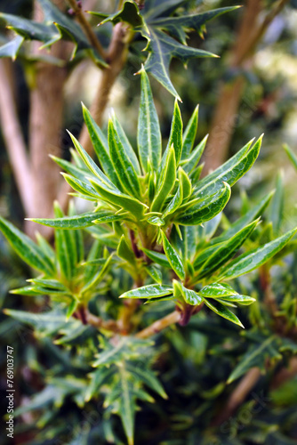 Closeup of the variegated foliage (leaves) of 'Hariyama' osmanthus (Osmanthus heterophyllus 'Hariyama') photo
