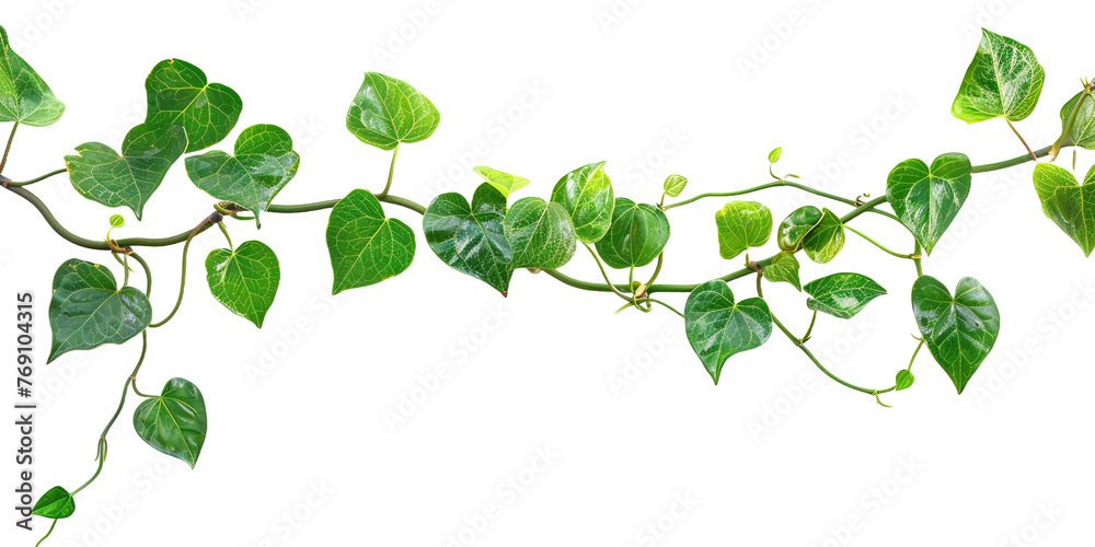Twisted jungle vines liana plant with heart shaped isolated on white or transparent background