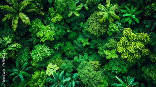 Aerial View of Woodland