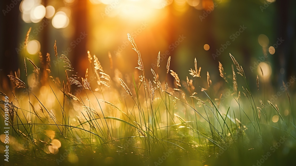 Fototapeta premium Wild grass in the forest on blurred forest and sunlight background. Summer nature landscape.
