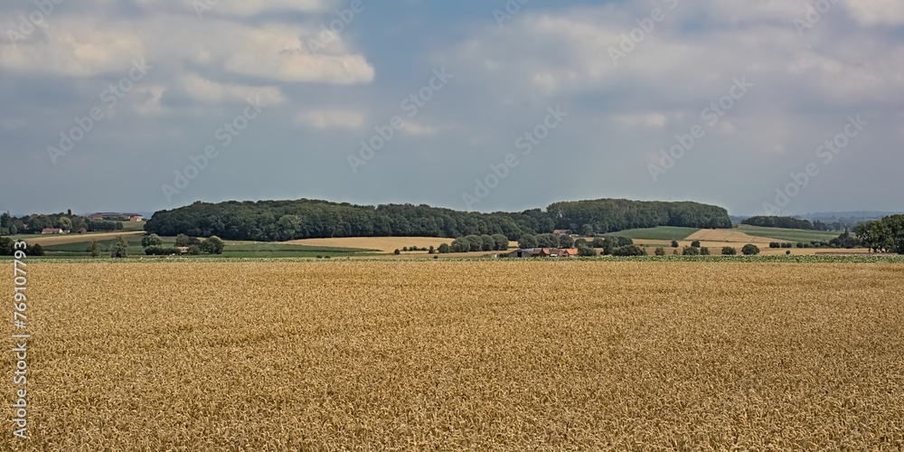 Agricultural field with golden wheat stalks with hills and forests in the background on a cloudy summer day in Kooigem, Courtrai, Flanders, Belgium 
