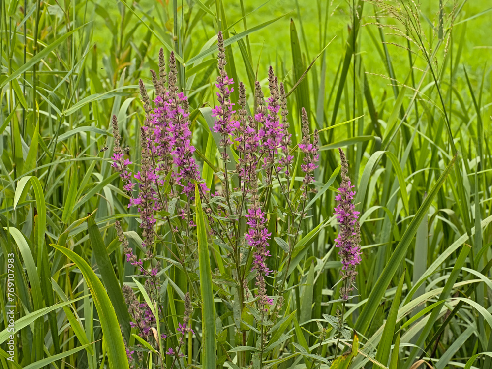 copyright: kristof lauwersPurple loosestrife flowers and green reed ain the marsh - Lythrum