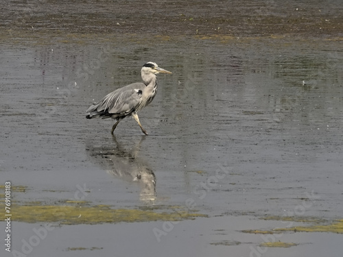 Great blue heron stepping in a lake with reflection in the water in Bourgoyen nature reserve, Ghent, Flanders Belgium - Ardea herodias photo