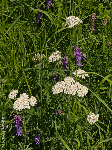 White sneezewort and purple vetch wildflowers in a green field, - Achillea ptarmica / - Vicia villosa  photo