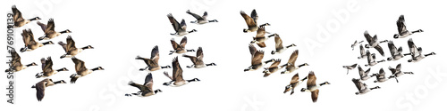 Flock of migrating geese in formation Hyperrealistic Highly Detailed Isolated On Transparent Background Png File
