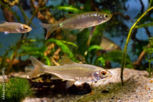 common roach, captive wild fish in European temperate Southern Buh river planted biotope aquarium, highly adaptable omnivore freshwater species for beginner, blur aquatic pondweed vegetation