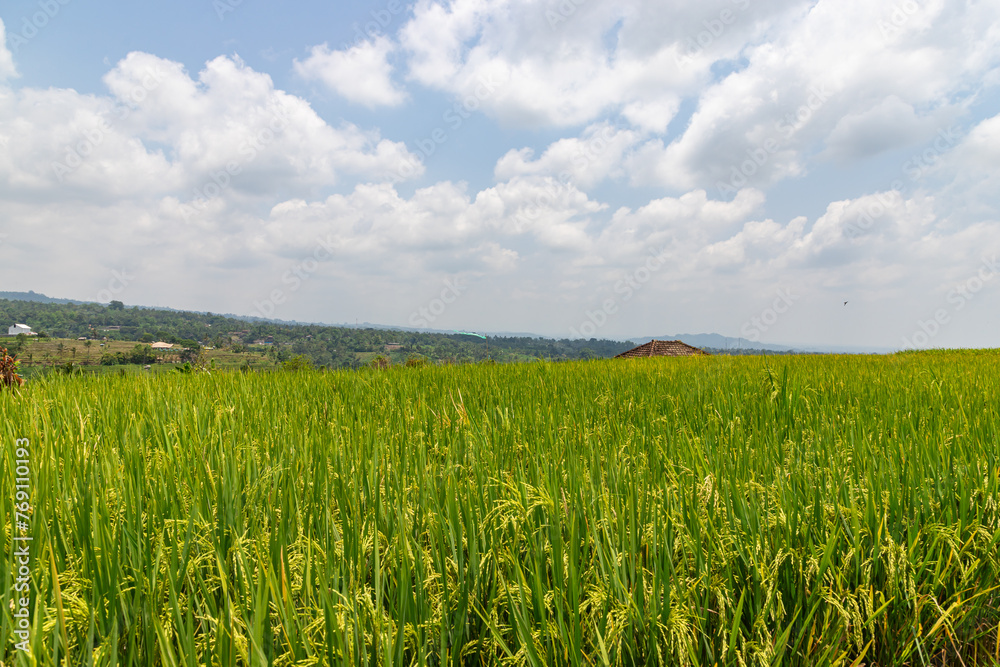 Green rice fields on Bali island, Jatiluwih near Ubud, Indonesia