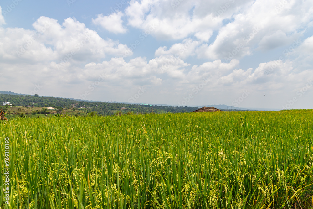 Green rice fields on Bali island, Jatiluwih near Ubud, Indonesia Green rice fields on Bali island, Jatiluwih near Ubud, Indonesia