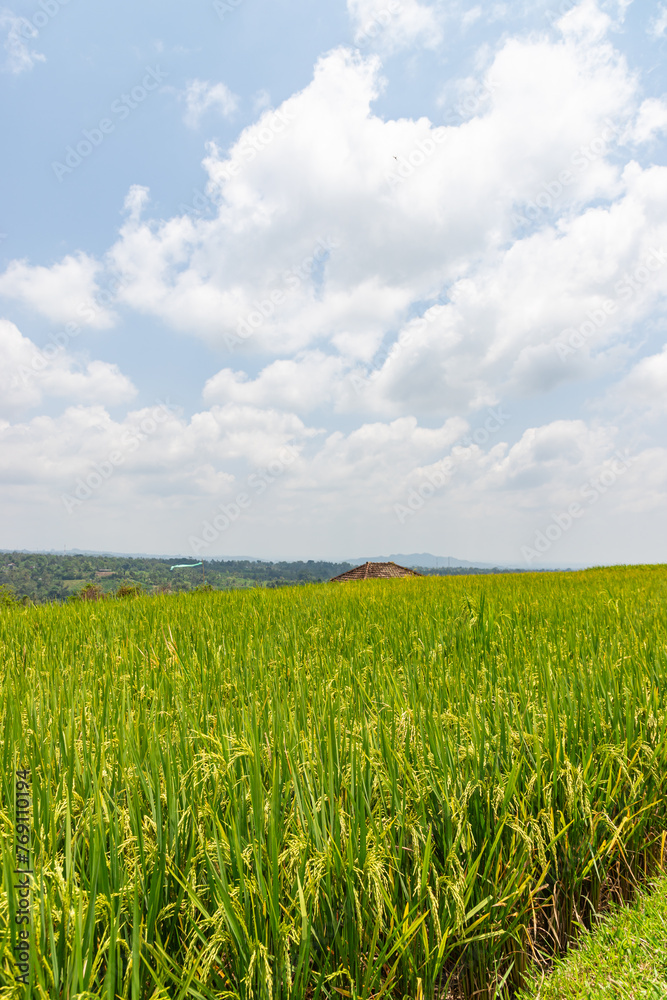 Green rice fields on Bali island, Jatiluwih near Ubud, Indonesia