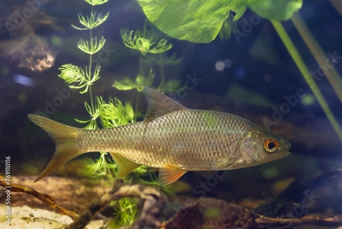 common roach, wild freshwater fish, European temperate river biotope design aquarium, hornwort, yellow water lily adaptable aquatic plant species, LED low light, shallow dof, blurred background