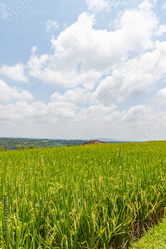 Green rice fields on Bali island, Jatiluwih near Ubud, Indonesia