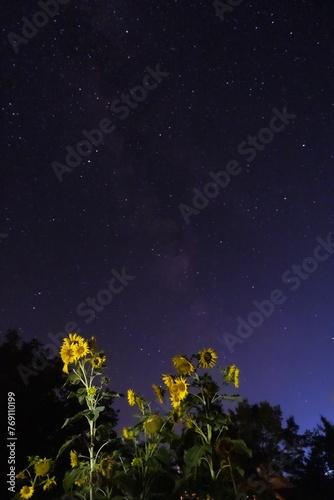 bright star track in clear deep blue night moonlit sky, yellow sunflower bloom, ripe disk heads ready for harvest, milky way shine, farm field landscape, long exposure high iso picture concept