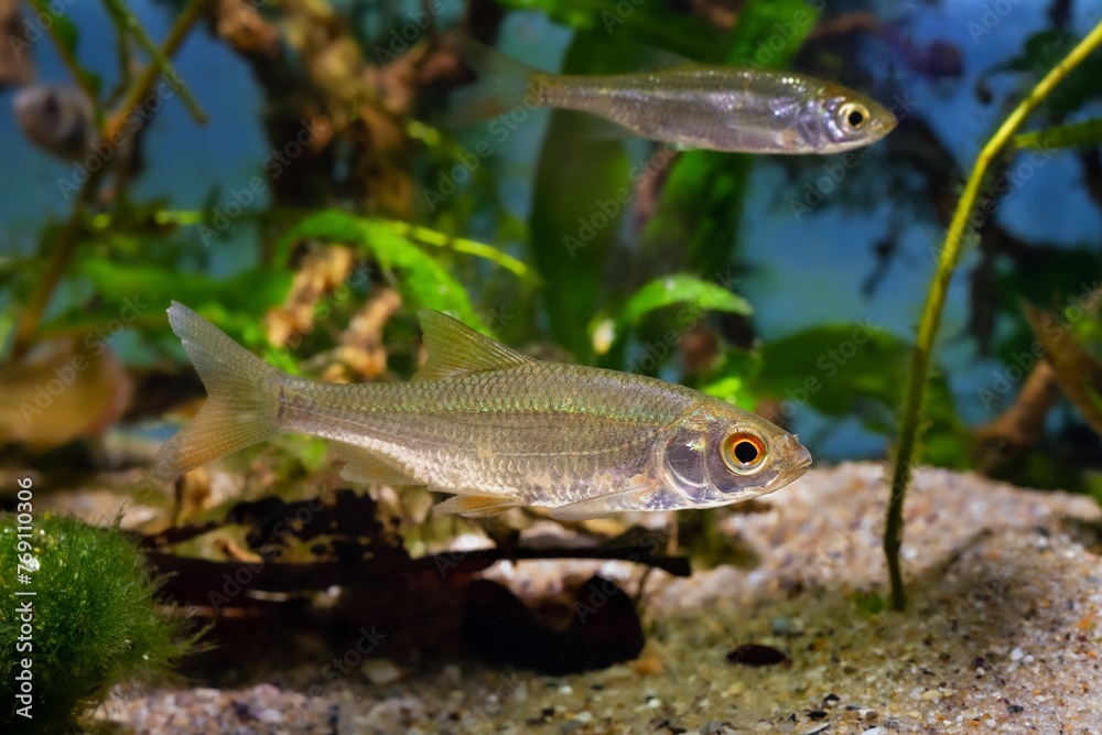 wild common roach, captive fish in European temperate Southern Buh ...