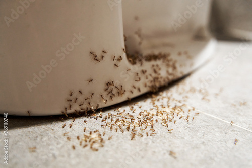 A colony of ants hides their eggs under the toilet in the bathroom. The problem with insects in the house.