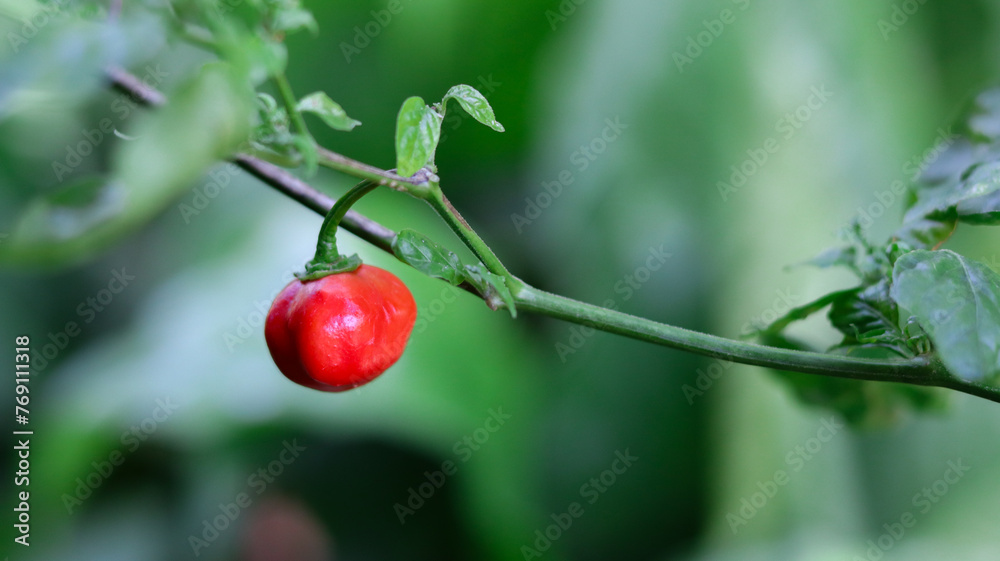 Obraz premium Pepper cultivation