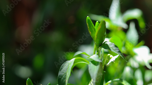 Pepper cultivation