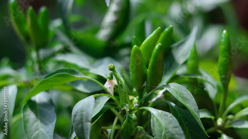 Pepper cultivation