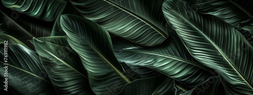 Closeup tropical forest plant. Floral botanical abstract background with dark green leaves texture. Exotic nature, rainforest. Houseplants and urban jungle concept