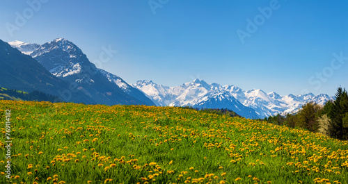 Allg  u - Berge - Fr  hling - L  wenzahn - Blumenmeer - Beilenberg - Freiheit