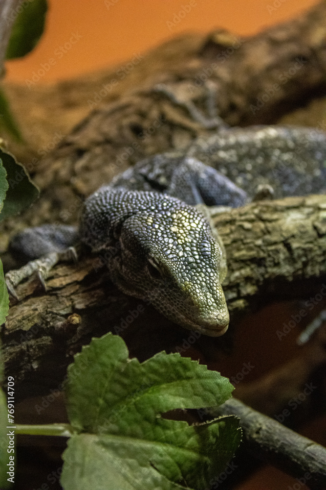 Naklejka premium lizard on the rocks