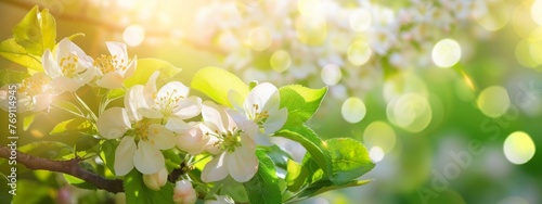 Bright and light spring banner with blooming flowers of apple tree
