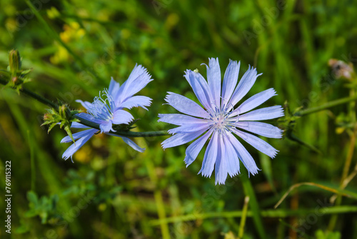 Medicinal plant chicory, Cichorium L.
Chicory grows like weeds on the roadside. Used in alternative medicine.
 photo