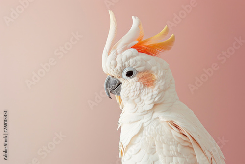 A purebred bird poses for a portrait in a studio with a solid color background during a pet photoshoot.