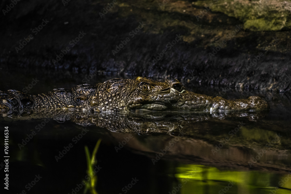 Obraz premium alligator in the water