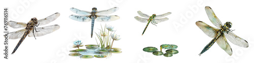 Dragonfly hovering over a pond Hyperrealistic Highly Detailed Isolated On Transparent Background Png File © Wander Taste