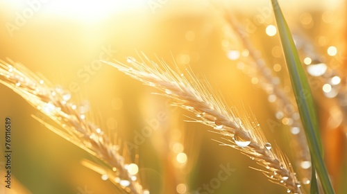 Young wheat ears with morning dew drops on blurred sunlight background.