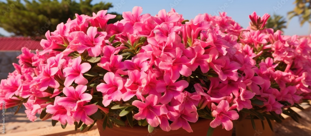 A potted plant displaying vibrant pink flowers is placed on a wooden table, adding a touch of color and nature indoors A potted plant displaying vibrant pink flowers is placed on a wooden table, adding a touch of color and nature indoors
