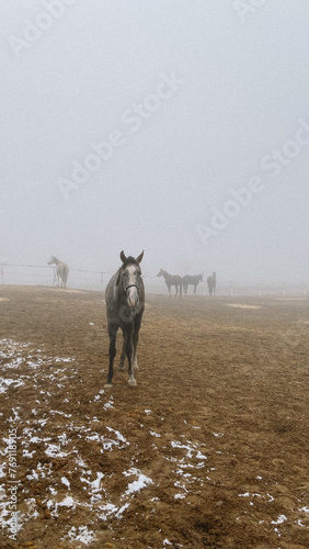 horse in a fog
