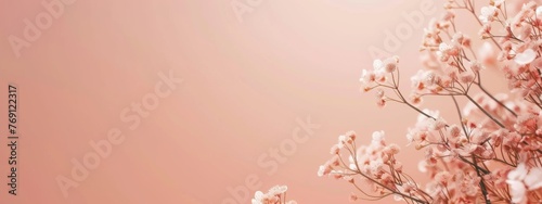 Banner closeup spring flowers of fluffy plants on monochrome background. Trend tender color Peach Fuzz. Copy space. Festive poster  mock up for design. Easter  birthday  Women  Mother s day  March 8th