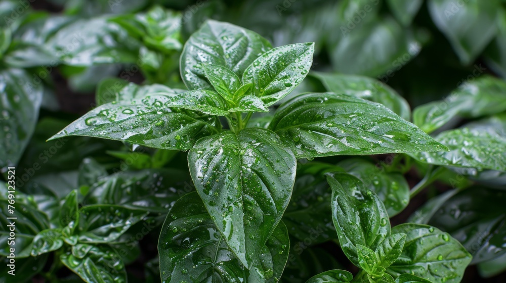 Close-up image of a green leafy plant with water droplets and background greenery Close-up image of a green leafy plant with water droplets and background greenery