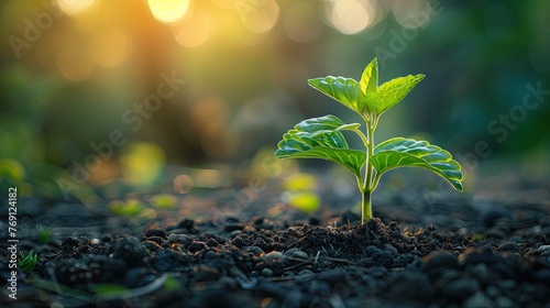 Green plant growing in the soil with sunlight background. Ecology concept
