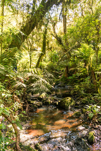 Inside an Araucaria moist forest in Sao Francisco de Paula, South of Brazil photo