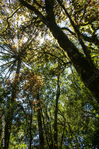 Inside an Araucaria moist forest in Sao Francisco de Paula, South of Brazil