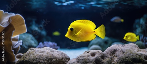 A group of electric blue fish with yellow fins are swimming underwater in an aquarium. This scene showcases marine biology and the beauty of fish as aquatic organisms
