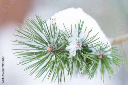 branche de pin sous la neige 